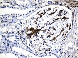 ACTA2 (smooth muscle actin alpha, SMA) Mouse anti-Human, Clone: UMAB237,