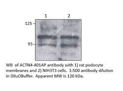 alpha Actinin 4 Rabbit anti-Human, Mouse, Non-human Primate, Rat, Polyclonal,
