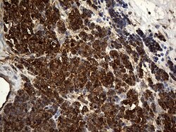 ACTR3 Monoclonal Antibody (OTI5G4), TrueMAB , OriGene 100 &mu;L; Unconjugated:Antibodies,