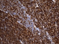ACTR3 Monoclonal Antibody (OTI5G4), TrueMAB , OriGene 100 &mu;L; Unconjugated:Antibodies,