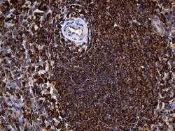 ACTR3 Monoclonal Antibody (OTI5G4), TrueMAB , OriGene:Antibodies:Primary