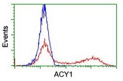 ACY1 Monoclonal Antibody (OTI2B5), TrueMAB , OriGene:Antibodies:Primary