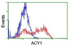 ACY1 Monoclonal Antibody (OTI2F1), TrueMAB , OriGene 100 &mu;L; Unconjugated:Antibodies,