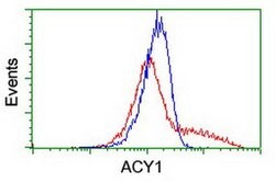 ACY1 Monoclonal Antibody (OTI1A12), TrueMAB , OriGene:Antibodies:Primary