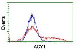 ACY1 Mouse anti-Canine, Human, Mouse, Rat, Clone: OTI1B12, lyophilized,