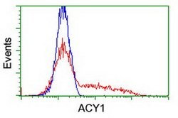 ACY1 Mouse anti-Human, Clone: OTI16C1, lyophilized, TrueMAB 100 &mu;g;