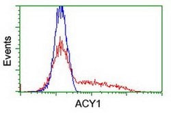 ACY1 Monoclonal Antibody (OTI16C1), TrueMAB , OriGene:Antibodies:Primary