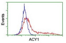 ACY1 Monoclonal Antibody (OTI1H9), TrueMAB , OriGene 30 &mu;L | Buy Online | Origene Technologies | Fisher Scientific