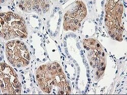 ACY1 Mouse anti-Canine, Human, Mouse, Rat, Clone: OTI1B12, lyophilized,