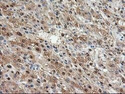 ACY1 Mouse anti-Canine, Human, Mouse, Rat, Clone: OTI1B12, lyophilized,