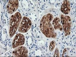 ACY1 Mouse anti-Human, Clone: OTI16C1, lyophilized, TrueMAB 100 &mu;g;