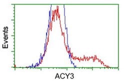 ACY3 Monoclonal Antibody (OTI2G4), TrueMAB , OriGene 100 &mu;L; Unconjugated:Antibodies,