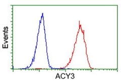 ACY3 Monoclonal Antibody (OTI2G4), TrueMAB , OriGene 100 &mu;L; Unconjugated:Antibodies,