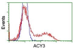 ACY3 Monoclonal Antibody (OTI3A1), TrueMAB , OriGene 30 &mu;L; Unconjugated:Antibodies,