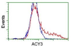 ACY3 Monoclonal Antibody (OTI2H8), TrueMAB , OriGene:Antibodies:Primary