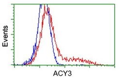 ACY3 Monoclonal Antibody (OTI2D5), TrueMAB , OriGene 100 &mu;L; Unconjugated:Antibodies,