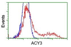 ACY3 Monoclonal Antibody (OTI2F1), TrueMAB , OriGene 100 &mu;L; Unconjugated:Antibodies,