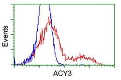 ACY3 Monoclonal Antibody (OTI4H7), TrueMAB , OriGene 100 &mu;L; Unconjugated:Antibodies,