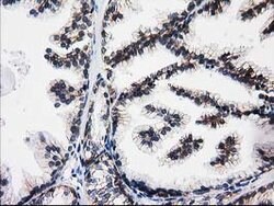 ACY3 Mouse anti-Canine, Human, Clone: OTI4H7, lyophilized, TrueMAB 100