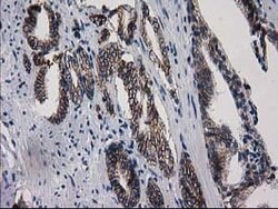 ACY3 Mouse anti-Canine, Human, Clone: OTI4H7, lyophilized, TrueMAB 100