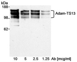 ADAMTS13 Goat anti-Human, Polyclonal, Bethyl Laboratories 100 &mu;l; Unlabeled:Antibodies,