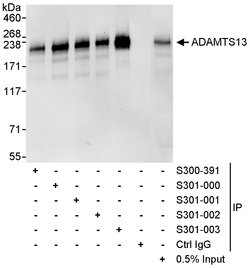 ADAMTS13 Goat anti-Human, Polyclonal, Bethyl Laboratories 100 &mu;L; Unconjugated:Antibodies,