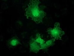 ADH1B Monoclonal Antibody (OTI3C12), TrueMAB , OriGene 100 &mu;L; Unconjugated:Antibodies,
