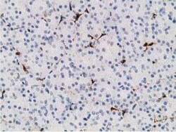 ADH1B Monoclonal Antibody (OTI1C3), TrueMAB , OriGene 100 &mu;L; Unconjugated:Antibodies,