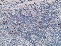 ADH1B Mouse anti-Human, Clone: OTI1C3, lyophilized, TrueMAB 100 &mu;g;