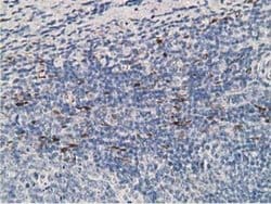 ADH1B Monoclonal Antibody (OTI1C3), TrueMAB , OriGene 100 &mu;L; Unconjugated:Antibodies,