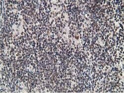ADH1B Mouse anti-Human, Rat, Clone: OTI4F12, liquid, TrueMAB 30 &mu;L;