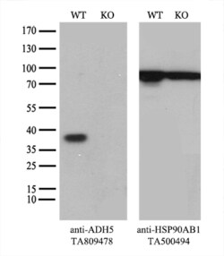ADH5 Monoclonal Antibody (OTI5G4), TrueMAB , OriGene 30 &mu;L; Unconjugated:Antibodies,