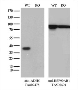 ADH5 Monoclonal Antibody (OTI5G4), TrueMAB , OriGene 100 &mu;L; Unconjugated:Antibodies,