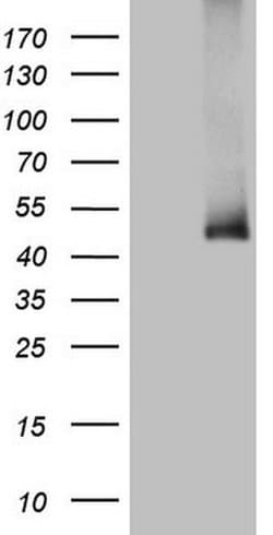 ADH5 Monoclonal Antibody (OTI4H10), TrueMAB , OriGene:Antibodies:Primary