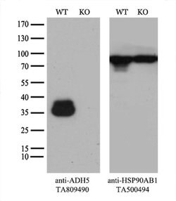 ADH5 Monoclonal Antibody (OTI10A10), TrueMAB , OriGene 100 &mu;L; Unconjugated:Antibodies,