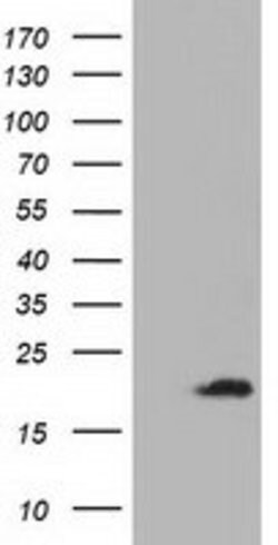 ADI1 Mouse anti-Human, Clone: OTI3H6, lyophilized, TrueMAB 100 &mu;g | Buy Online | OriGene | Fisher Scientific