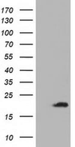ADI1 Monoclonal Antibody (OTI3H6), TrueMAB , OriGene 100 &mu;L; Unconjugated:Antibodies,