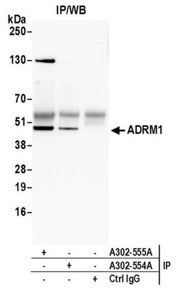 ADRM1 Rabbit anti-Human, Polyclonal, Bethyl Laboratories 100 &mu;L; Unconjugated:Antibodies,