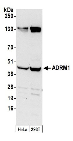 ADRM1 Polyclonal Antibody, Bethyl Laboratories:Antibodies:Primary Antibodies