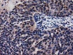 ADSL Mouse anti-Canine, Human, Rat, Clone: OTI2D10, lyophilized, TrueMAB