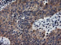 ADSL Mouse anti-Canine, Human, Rat, Clone: OTI2D10, lyophilized, TrueMAB