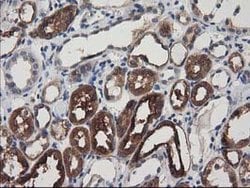 ADSL Mouse anti-Canine, Human, Rat, Clone: OTI2D10, lyophilized, TrueMAB