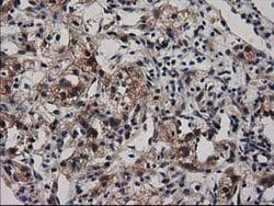 ADSL Mouse anti-Canine, Human, Rat, Clone: OTI2D10, lyophilized, TrueMAB