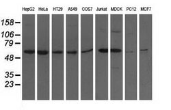 ADSL Mouse anti-Canine, Human, Rat, Clone: OTI2D10, lyophilized, TrueMAB