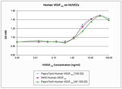 Gibco Human VEGF-165, Animal-Free Recombinant Protein, PeproTech 250 &mu;g | Buy Online | Gibco&trade; | Fisher Scientific