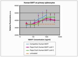 Gibco Human BAFF (BLyS), Animal-Free Recombinant Protein, PeproTech 250 &mu;g | Buy Online | Gibco&trade; | Fisher Scientific