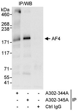 AF4 Rabbit anti-Human, Polyclonal, Bethyl Laboratories 100 &mu;L; Unconjugated:Antibodies,
