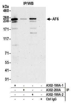 AF6 Rabbit anti-Human, Polyclonal, Bethyl Laboratories 100 &mu;l; Unlabeled:Antibodies,