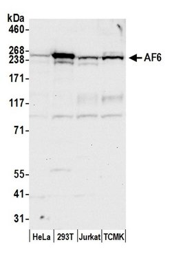 AF6 Rabbit anti-Human, Polyclonal, Bethyl Laboratories 100 &mu;l; Unlabeled:Antibodies,