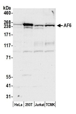 AF6 Polyclonal Antibody, Bethyl Laboratories 20 &mu;L; Unconjugated:Antibodies,